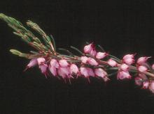 flowers and leaves