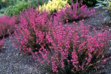 plant habit, summer flowering 