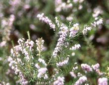 flowering branches