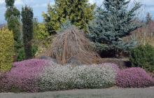 plant habit, winter flowering