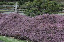 plant habit, winter flowering