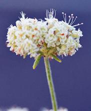 flower cluster