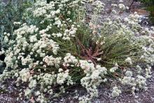 plant habit, flowering