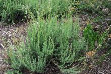 plant habit, start of flowering, late spring