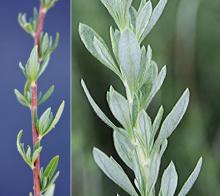 leaves