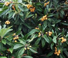 leaves and ripe fruit