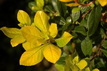 leaves