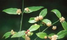 flowers and leaves