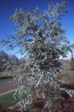 plant habit