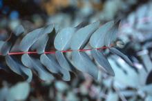 juvenile shoot, leaves