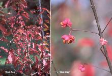 leaves and fruit, fall