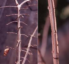 stems and buds, winter