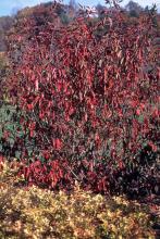 plant habit, fall