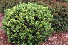 plant habit