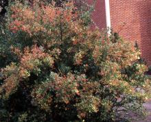 plant habit, winter fruiting