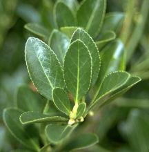 leaves