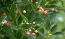 leaves and fruit
