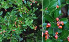 ripe fruit and leaves