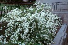 plant habit, flowering plant habit, flowering