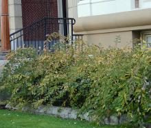 plant habit, fall plant habit, fall