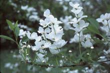 flower clusters
