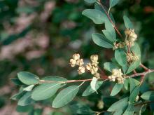 leaves and fruit