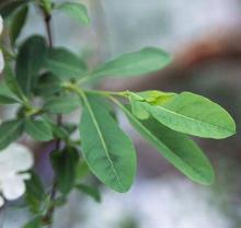 expanding leaves