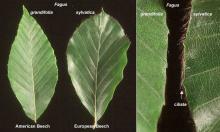 leaf and margin, comparison