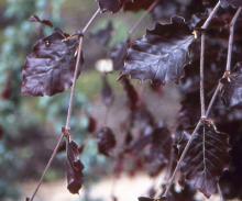 leaves, early May
