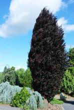 plant habit, mid-June