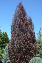 plant habit, late April  
