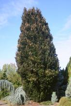 plant habit, late August