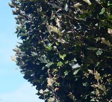 leaves, late August
