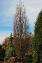 plant habit, early April