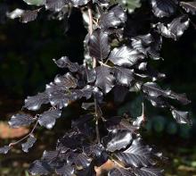 leaves, early summer