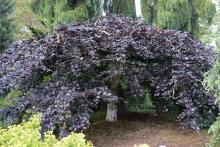 plant habit, early summer