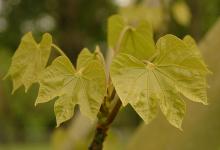 expanding leaves, spring