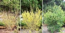 plant habit, winter, spring, and summer