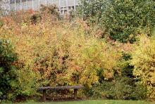 plant habit, fall