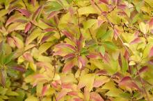 leaves, fall