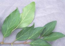 leaves