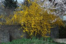 plant habit, flowering