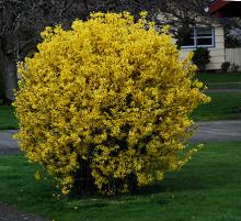 sheared habit, flowering