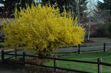 plant habit, flowering