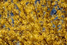 flowering branches