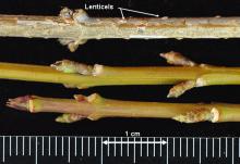 dormant twigs, buds
