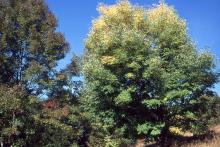 plant habit, early fall