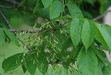 leaves and fruit clusters