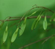 developing fruit