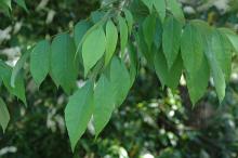 leaves